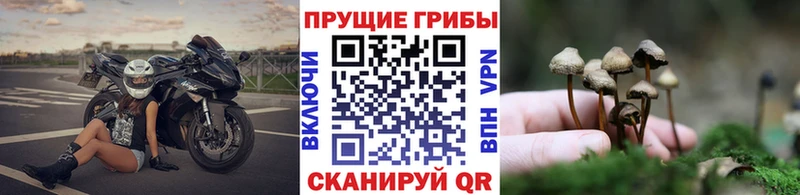 Псилоцибиновые грибы прущие грибы  Мурино 